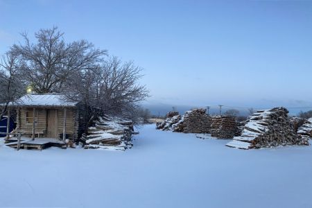 The cedar yard after a blanket of snow