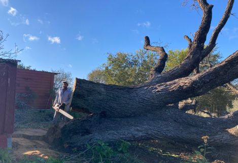 Sadly, this huge Live Oak, over 5' in diameter at the base, had succumbed to Oak Wilt, and was leaning dangerously over this barn. We were able to fell it with no property damage.