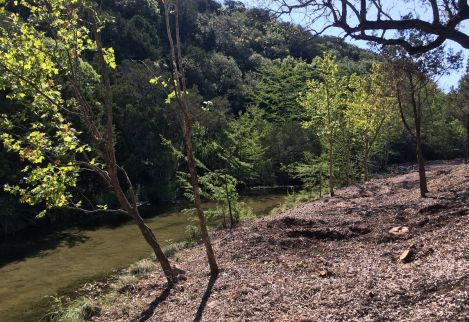 We exposed the natural beauty of this creek by removing the dense cedar without damaging the young cypress and sycamore trees.