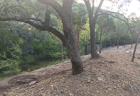 We rescued this beautiful creek bank from dense canopy cedar using our hand-clearing methods, being careful not to damage the desirable hardwoods and cypress we uncovered.