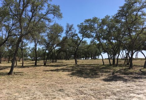 A grove of beautifully manicured Live Oaks after cedar removal.