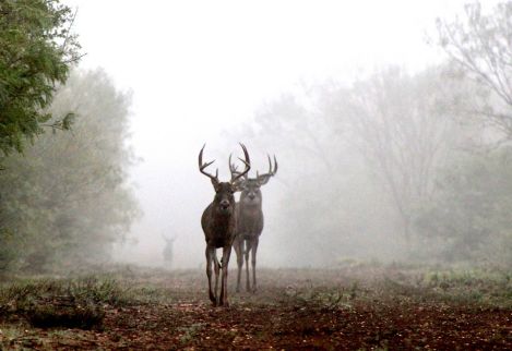 Nice native bucks in a long sendero on one of our cooperating ranches.