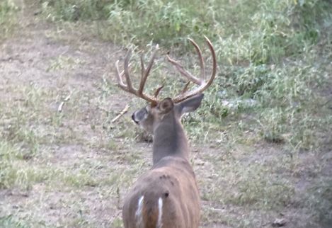 This 7-year old monarch is a native Hill Country buck on one of the properties we help manage.